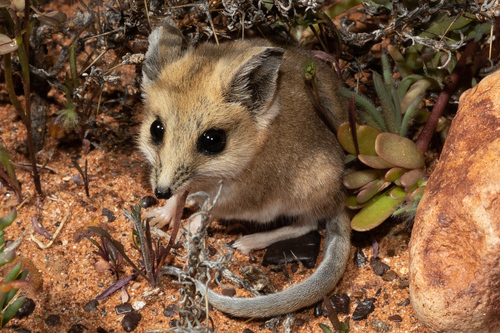 Fat-Tailed Dunnart: How This Carnivorous Marsupial Survives