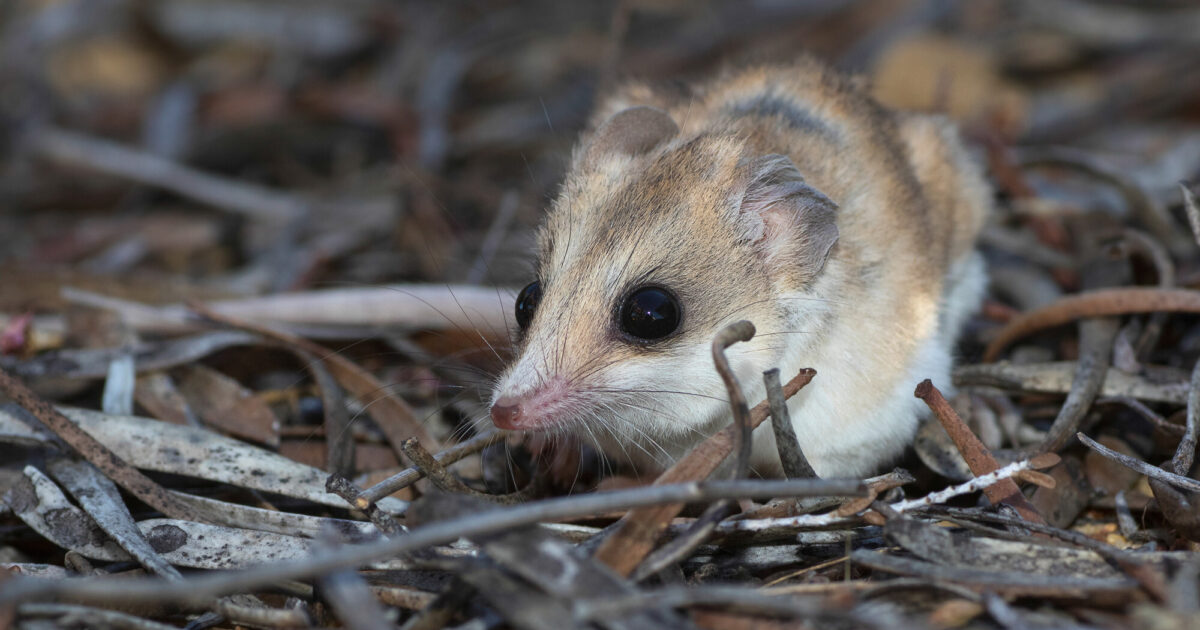 From Deserts to Farms: The Fat-Tailed Dunnart's Diverse Homes